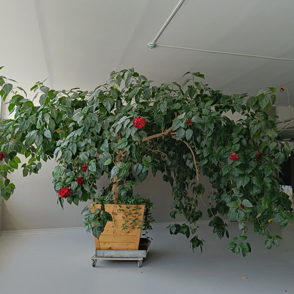 kiinanruusu_600x600-copy